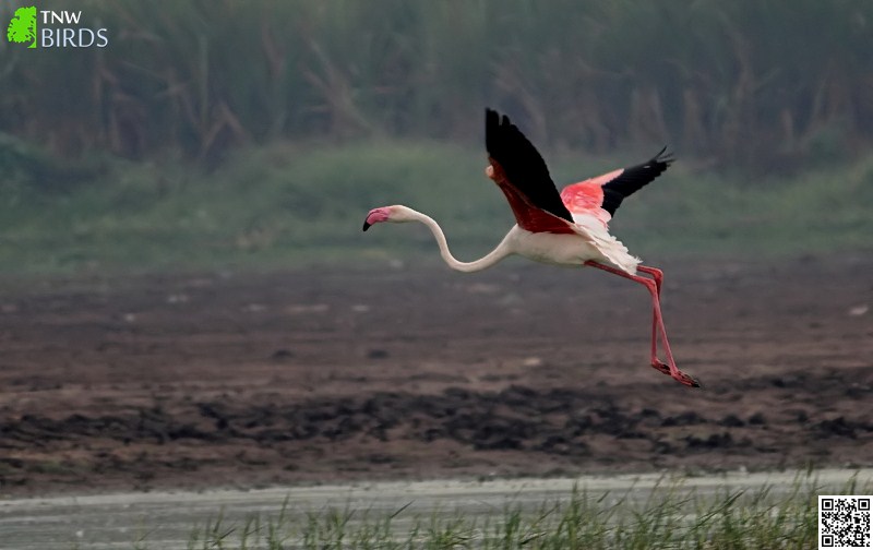 Greater Flamingo